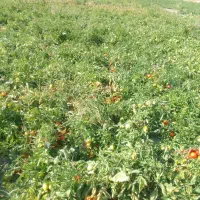 نیاز به کارگر در گوجه چینی