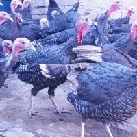 بوقلمون محلی با طعم عالی