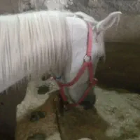 اسب ماده ابستن