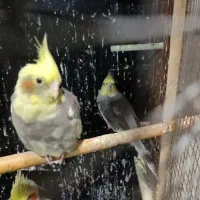 عروس هلندی|پرنده|اندیشه, اندیشه فاز ۲|دیوار