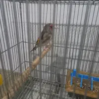 سهره قناری