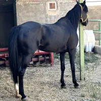 اسب|اسب و تجهیزات اسبسواری|دورود, |دیوار