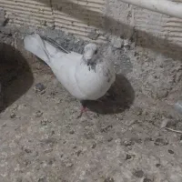 کفتر یا پرنده|پرنده|ساوه, |دیوار