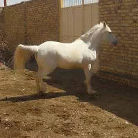 اسب|اسب و تجهیزات اسب‌سواری|اراک, |دیوار