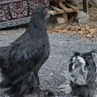 فروش نیمچه برهما