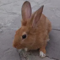 خرگوش نر