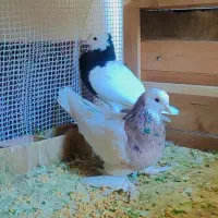 یه جفت طوقی به شرط کبوتر