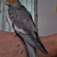 عروس هلندی گم شده|حیوانات|ساوه, |دیوار