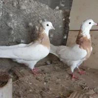 ۲ جفت کبوتر جهت معاوضه با سربری|پرنده|لامرد, |دیوار