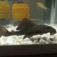 لجنخوار کت اسپرت|ماهی|مشکین‌دشت, |دیوار