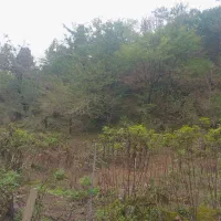 زمین مسکونی فروشی در آبشار سیازمزگی توسه