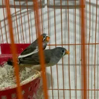 فنج زبرا|پرنده|اهواز, معین زاده|دیوار