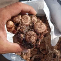 پیاز زعفران تناژ بالا از سر زمین هر روز قیمت مناسب