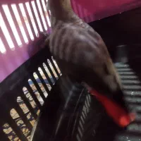 کاکسکو دم قرمز سرحال سرحال