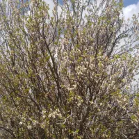 فروش باغ شهری واقع در روستای چهلچشمه