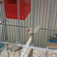 فنج مولد|پرنده|شاهین دژ, |دیوار