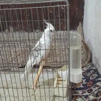 عروس هلندی نر ال