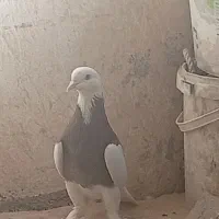 کبوتر طوقی|پرنده|برازجان, |دیوار