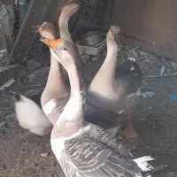 قو غاز