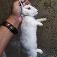 خرگوش