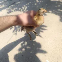 جوجه محلی پنجاه روز