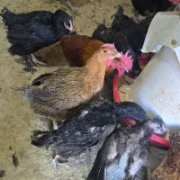 فروش مرغ تخم گذار و بلدرچین کوهی