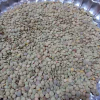 عدس|خوردنی و آشامیدنی|قرچک, مهدیه|دیوار