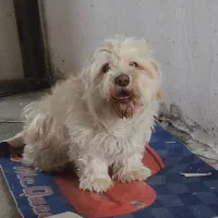 سگ شیتزو 3ساله پاکوتاه