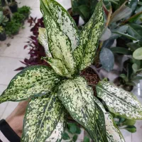 پتوس دیفن حسن یوسف سانس زاموفیلیا