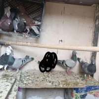 کبوتر پرشی جوانه