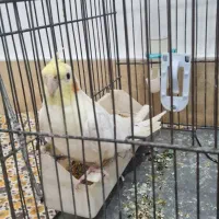 عروس هلندی|پرنده|ماسال, |دیوار