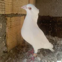 سفید کاکولی|پرنده|مشهد, باغون آباد|دیوار