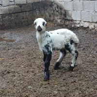 فوچ کله سفید عروسک|حیوانات مزرعه|لیلان, |دیوار