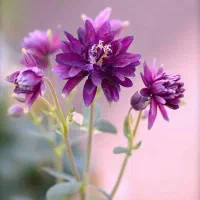 سمپاشی تخصصی