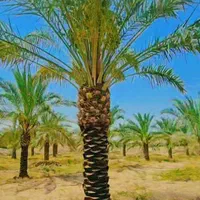 درخت مثمر مجموعه حرم تا حرم تولید انواع نخل