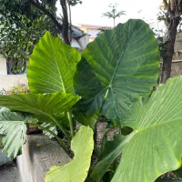 گل بابا آدم کاج سیکاس