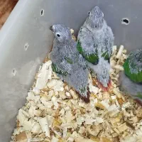 گرینچیک سرلاکی کوتوله برزیلی رنگ خاص