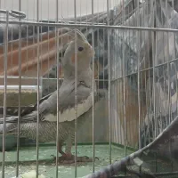 عروس هلندی|پرنده|قم, انصارالحسین|دیوار