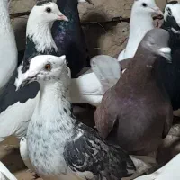 ۲۵تا کفتر بوم دانه ۱۶۰تومن