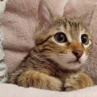 واگذاری گربه ماده ناز فقط به سرپرست باتجربه.