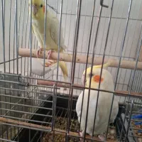 عروس هلندی
