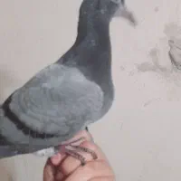 یک جفت جوجه کبوتر پلاکی