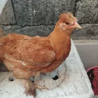 جوجه برهما