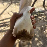پرشی|پرنده|کرمان, |دیوار