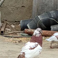 کبوتر پلاکی