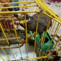 مرغ مینا|پرنده|تهران, ازگل|دیوار