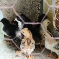 جوجه مرغ و غاز