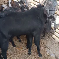 سلام گوسفند پنجاپی دارم چشم سفید اصل|حیوانات مزرعه|خاش, |دیوار