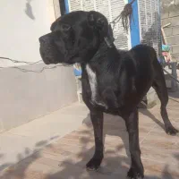 واگذار سگ کن کرسو  اصیل