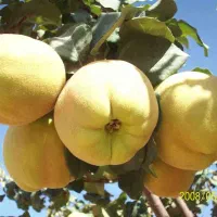 به آبدار و شیرین بدون خرابی